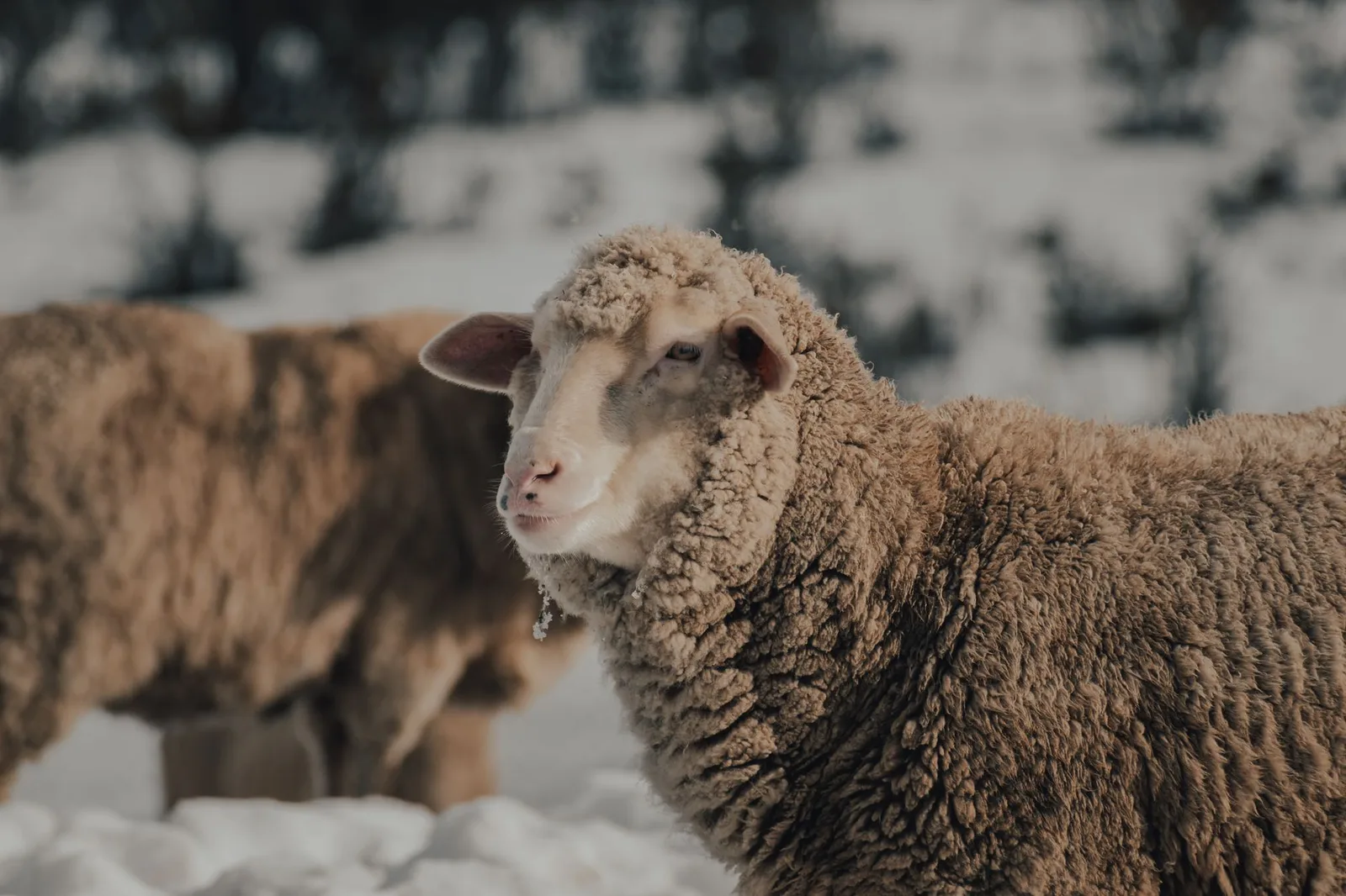 Merino wool base layer clothing — illustrating Two Merino Tops Is Enough And Nothing You Wash Up There Will Dry