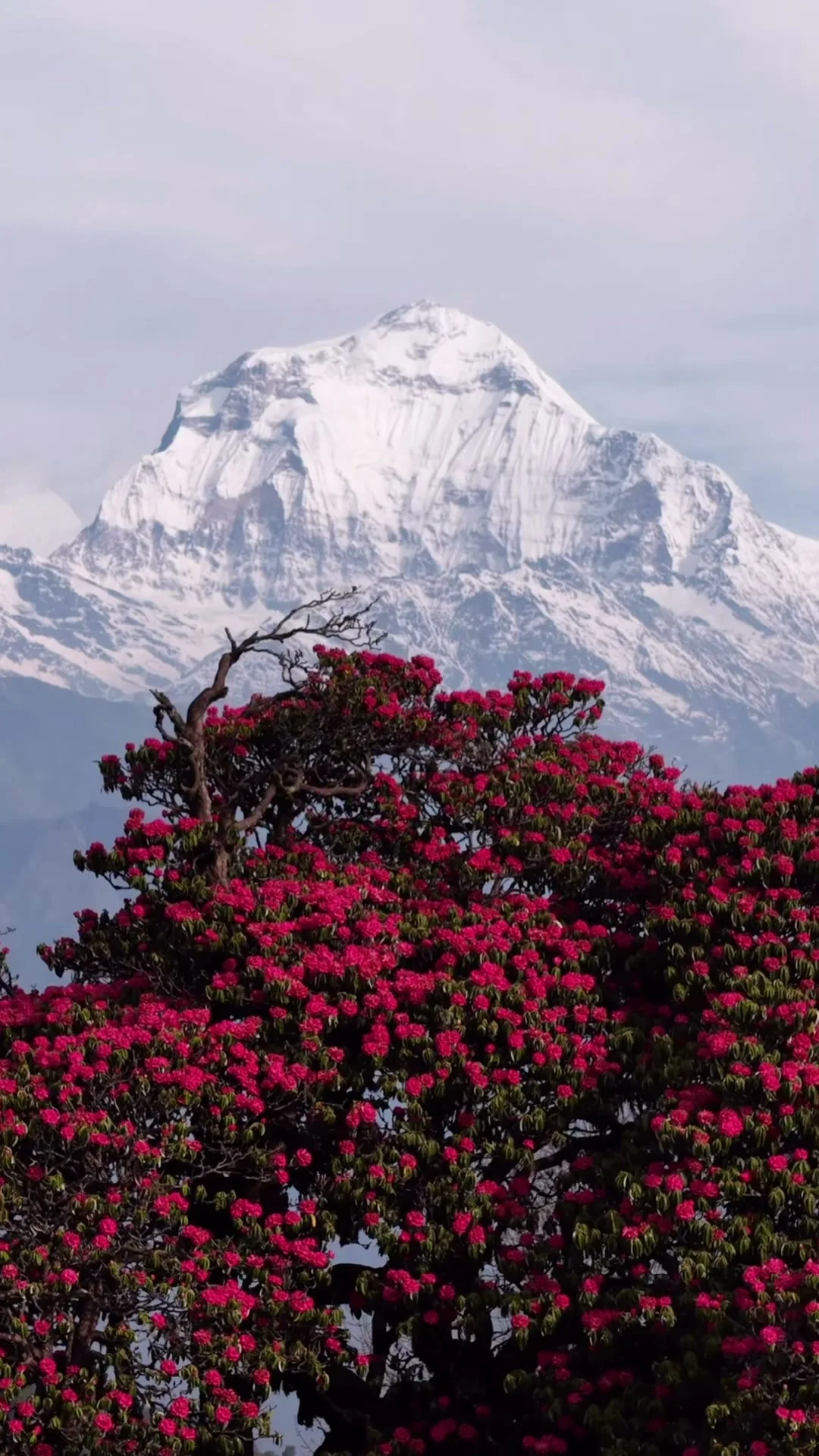 Myagdi III
