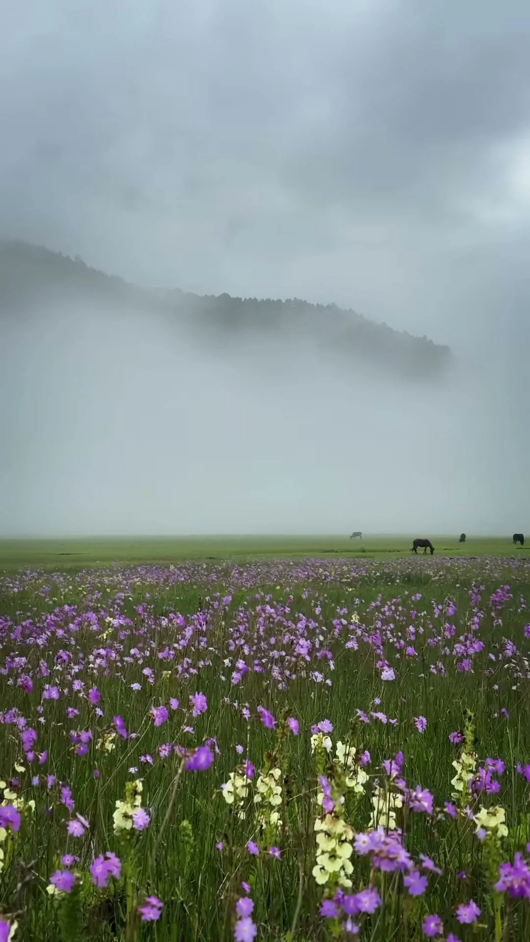 Dhaulagiri region