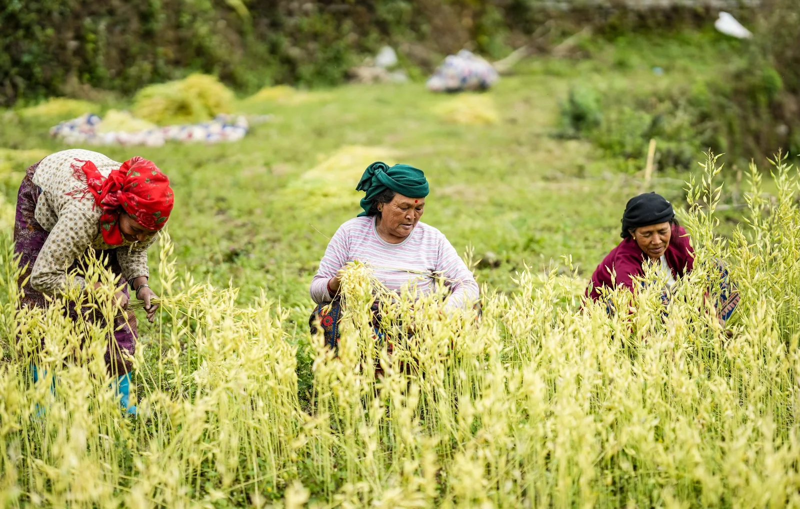 Royal Trek Guide 2026 — Pokhara, Nepal