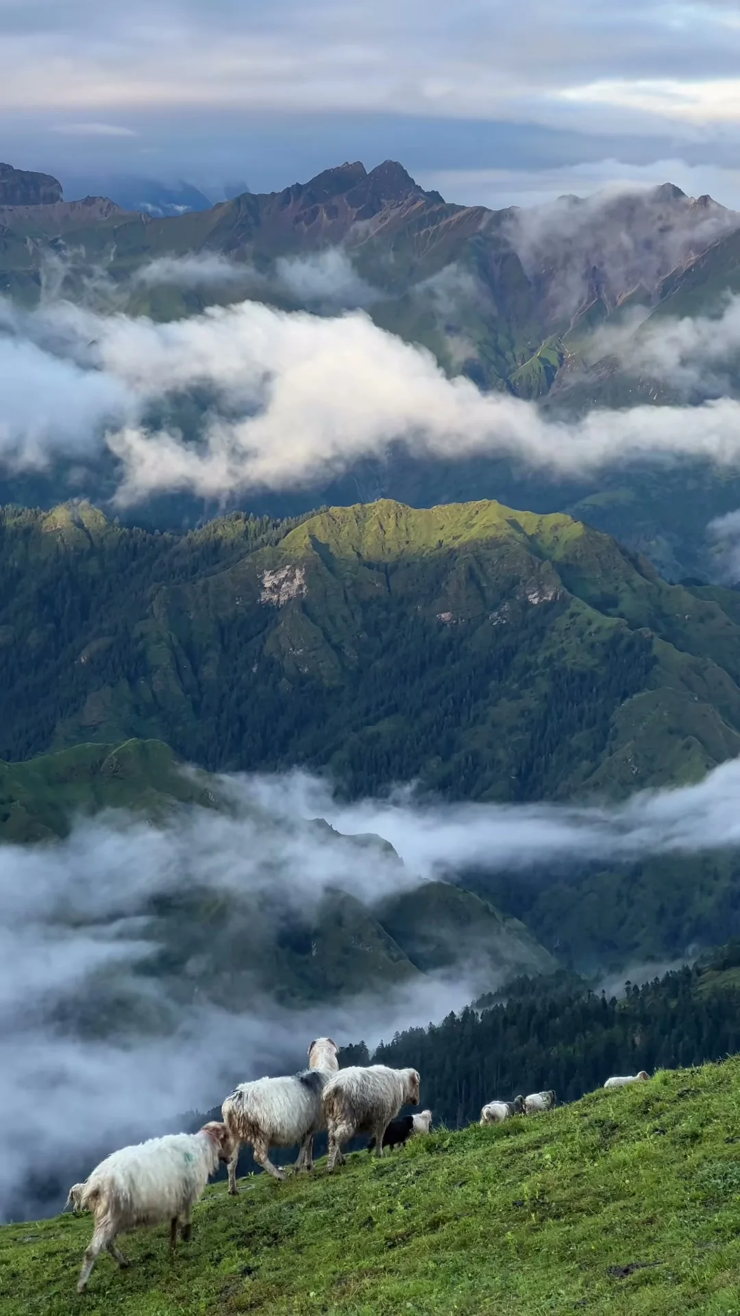 Dhorpatan glowing in the monsoon season