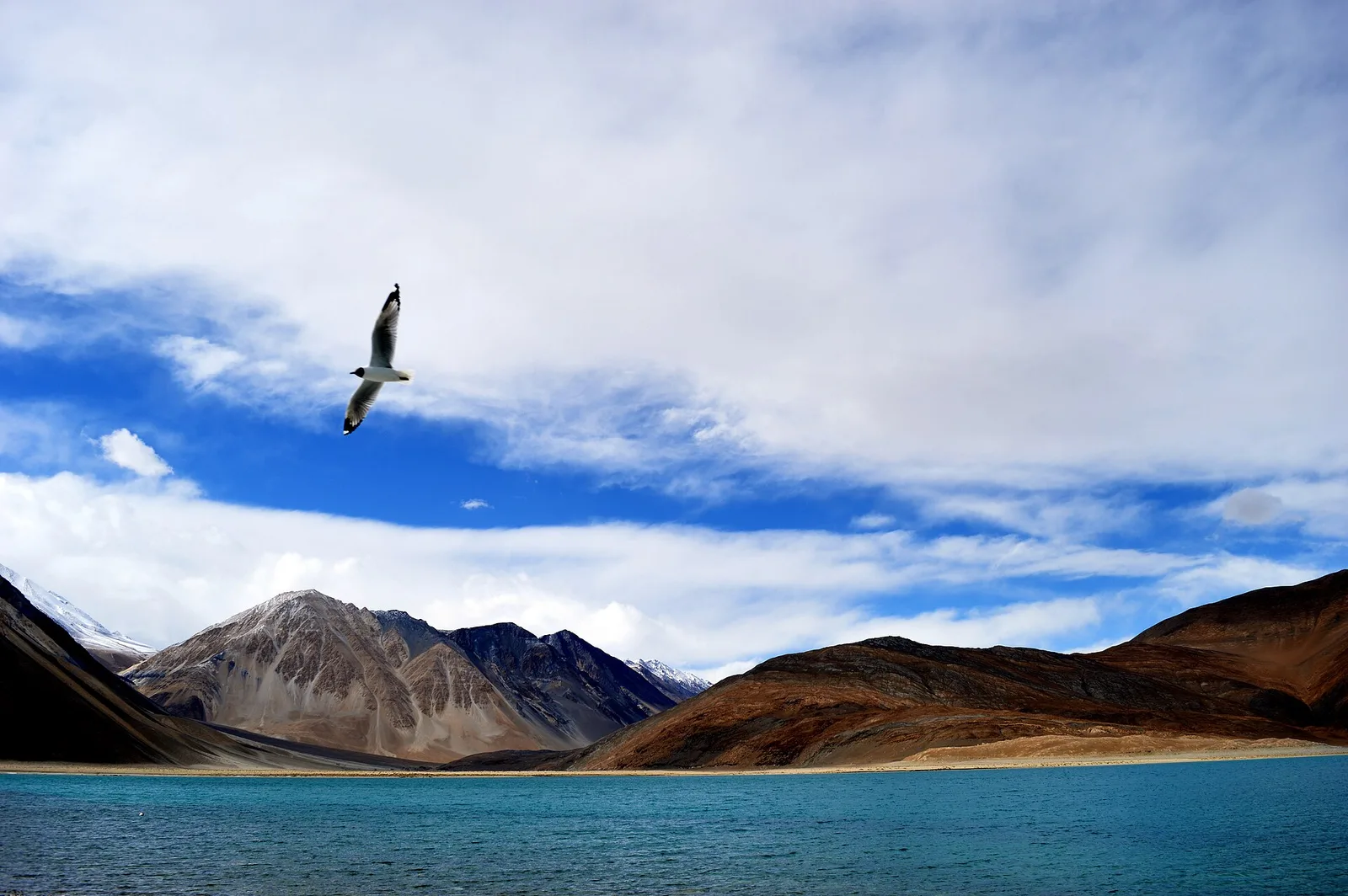 The Bird That Crosses the Himalaya in Eight Hours, Flying Higher Than Everest Base Camp