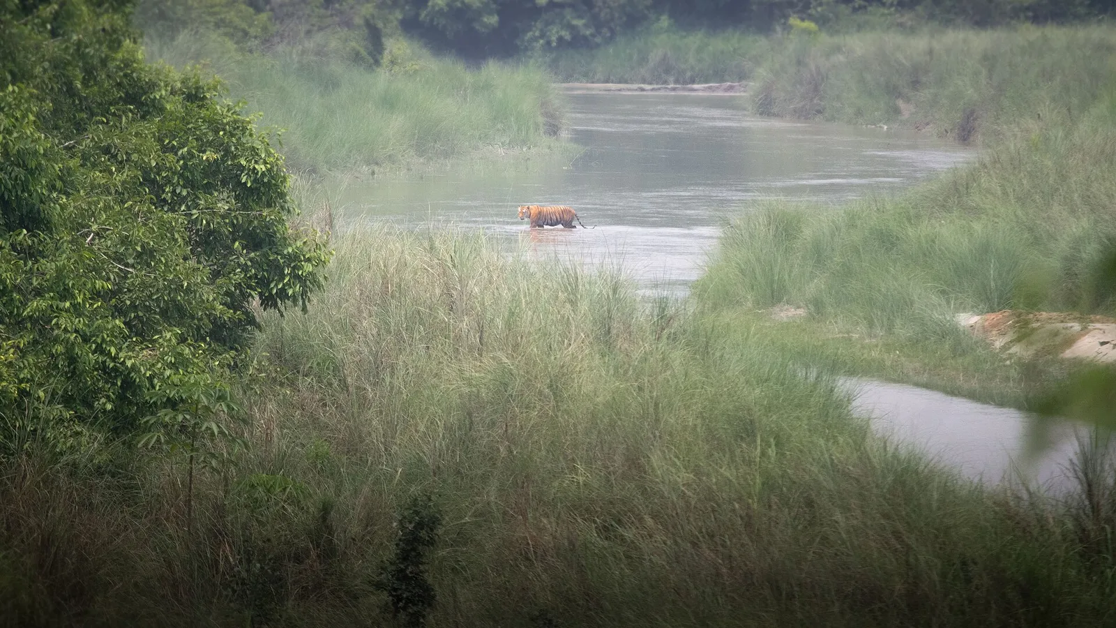 A wild Bengal tiger in the grassland and sal forest of the lowland Terai — the habitat of Bardia National Park in far-western Nepal