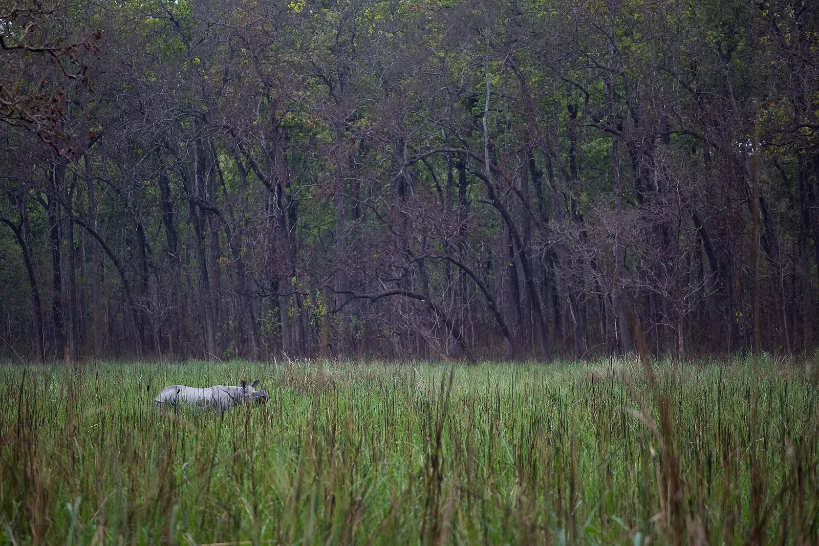 A one-horned rhino in Chitwan National Park, Nepal