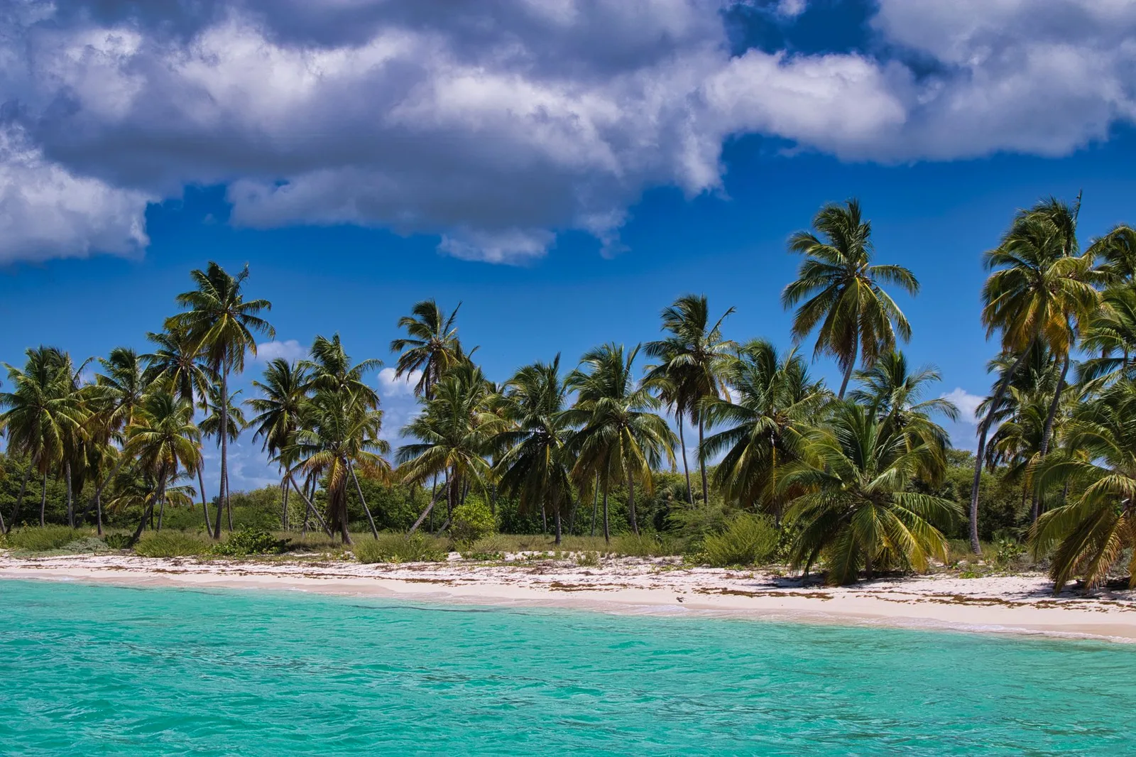 A palm-fringed Caribbean beach with white sand and turquoise water