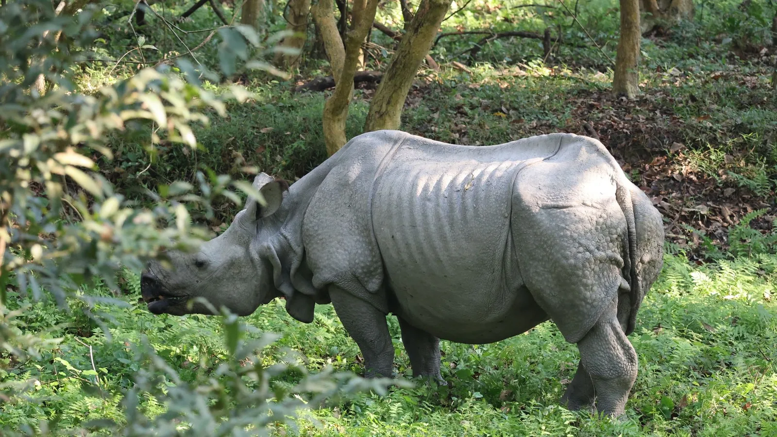 Chitwan After the 2026 Floods: Is the Jungle Safari Open?
