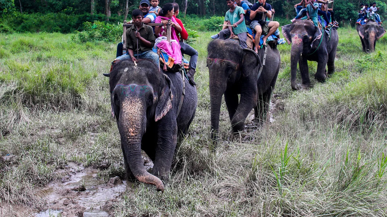 Nepal's Supreme Court Just Ruled on Elephant Safaris in Chitwan — What It Means for Your Jungle Trip