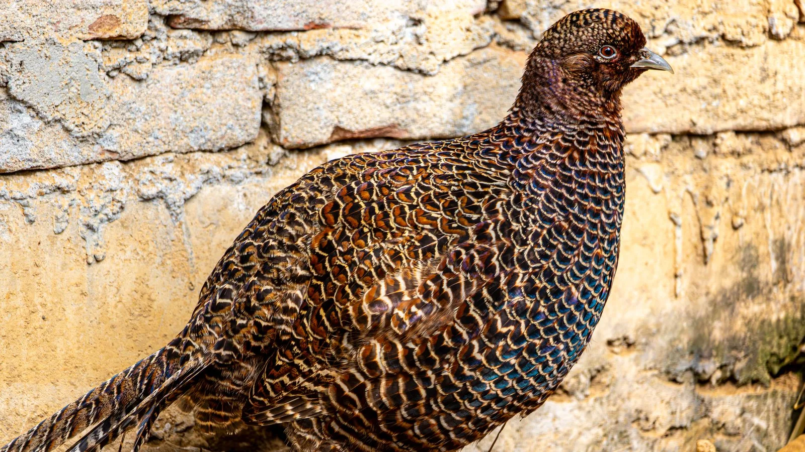 A male Himalayan monal (Danphe), Nepal's iridescent national bird, on a Himalayan slope