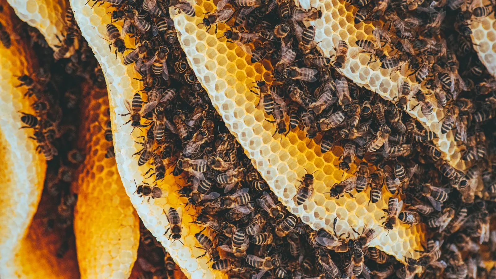 A honeycomb dense with honey bees on the comb