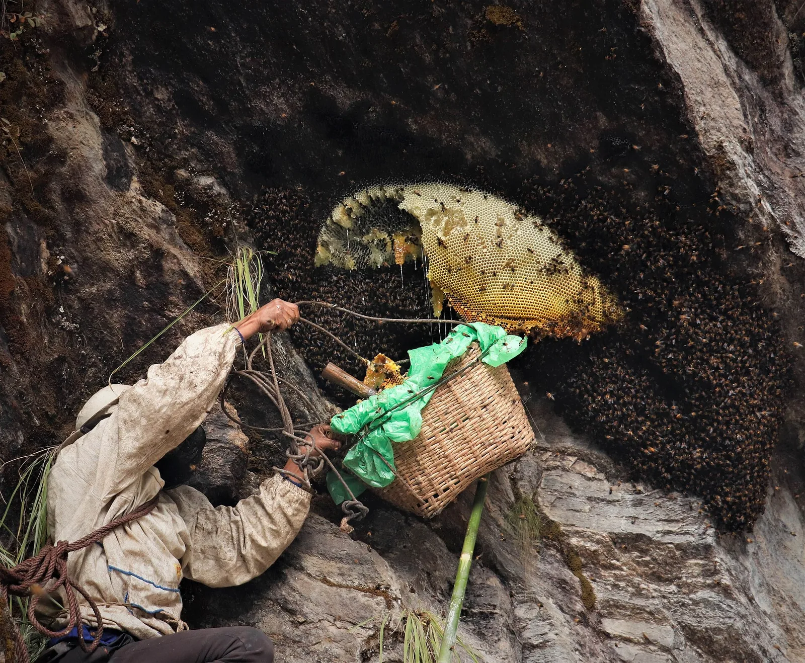 Nepal's Cliff Honey Hunters Risk Their Lives for a Honey That Can Get You High — and the Bees Are Vanishing