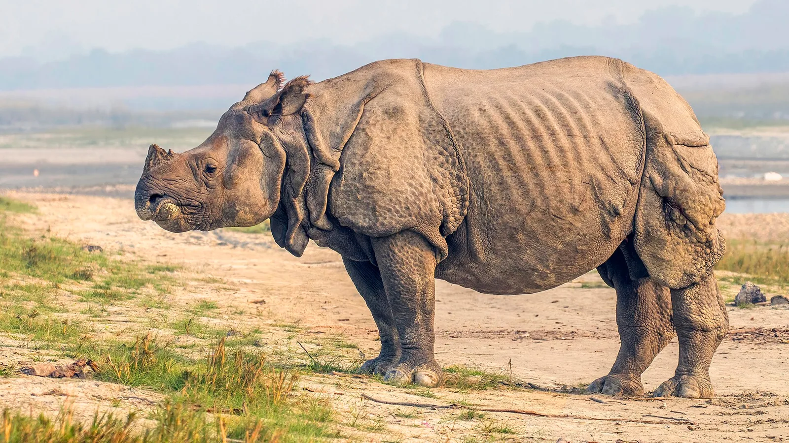 A greater one-horned rhinoceros grazing in the tall grassland of Chitwan National Park in the Terai lowlands of Nepal