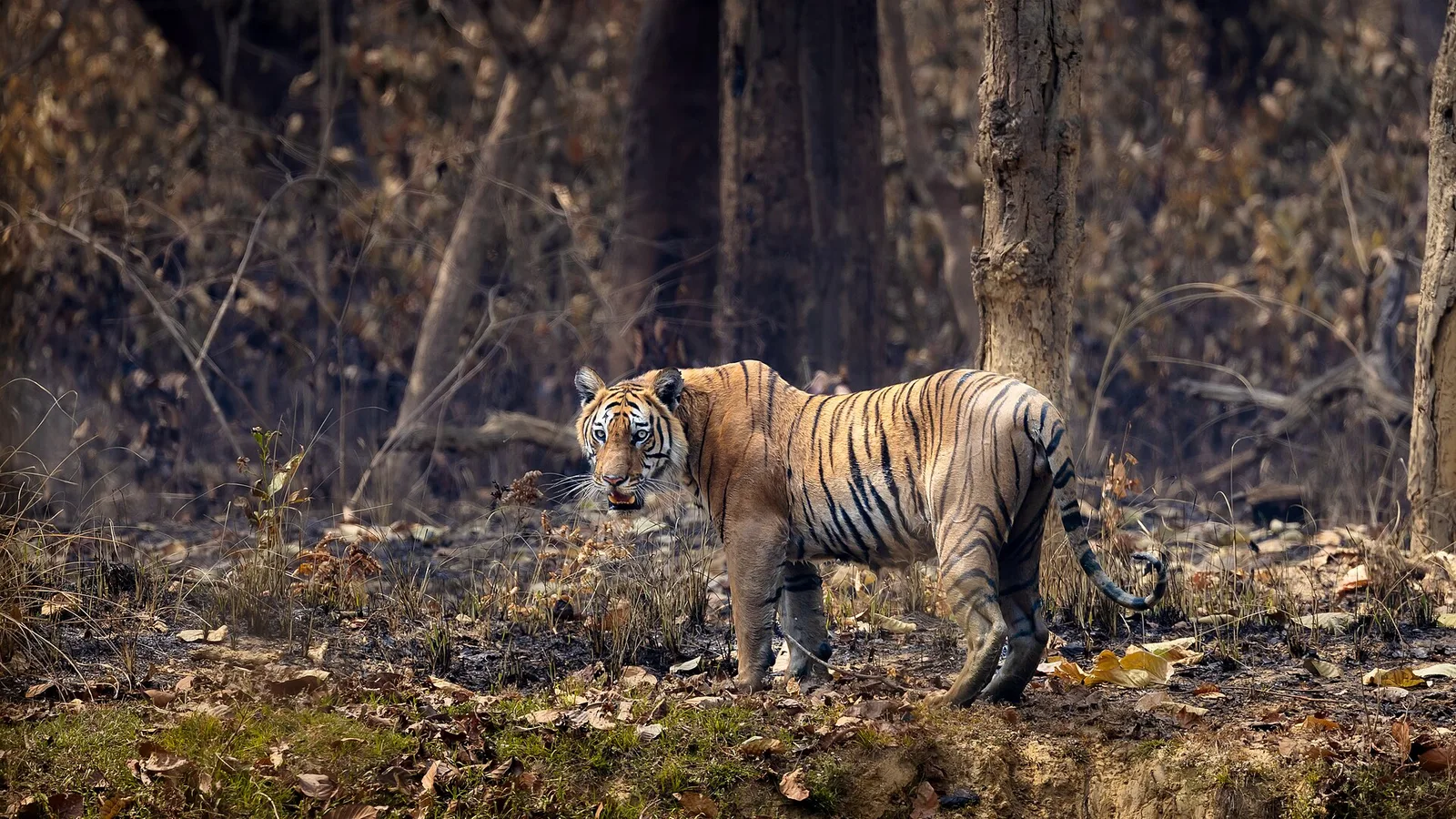 Nepal Just Counted 429 Wild Tigers — More Than Triple What It Had 15 Years Ago