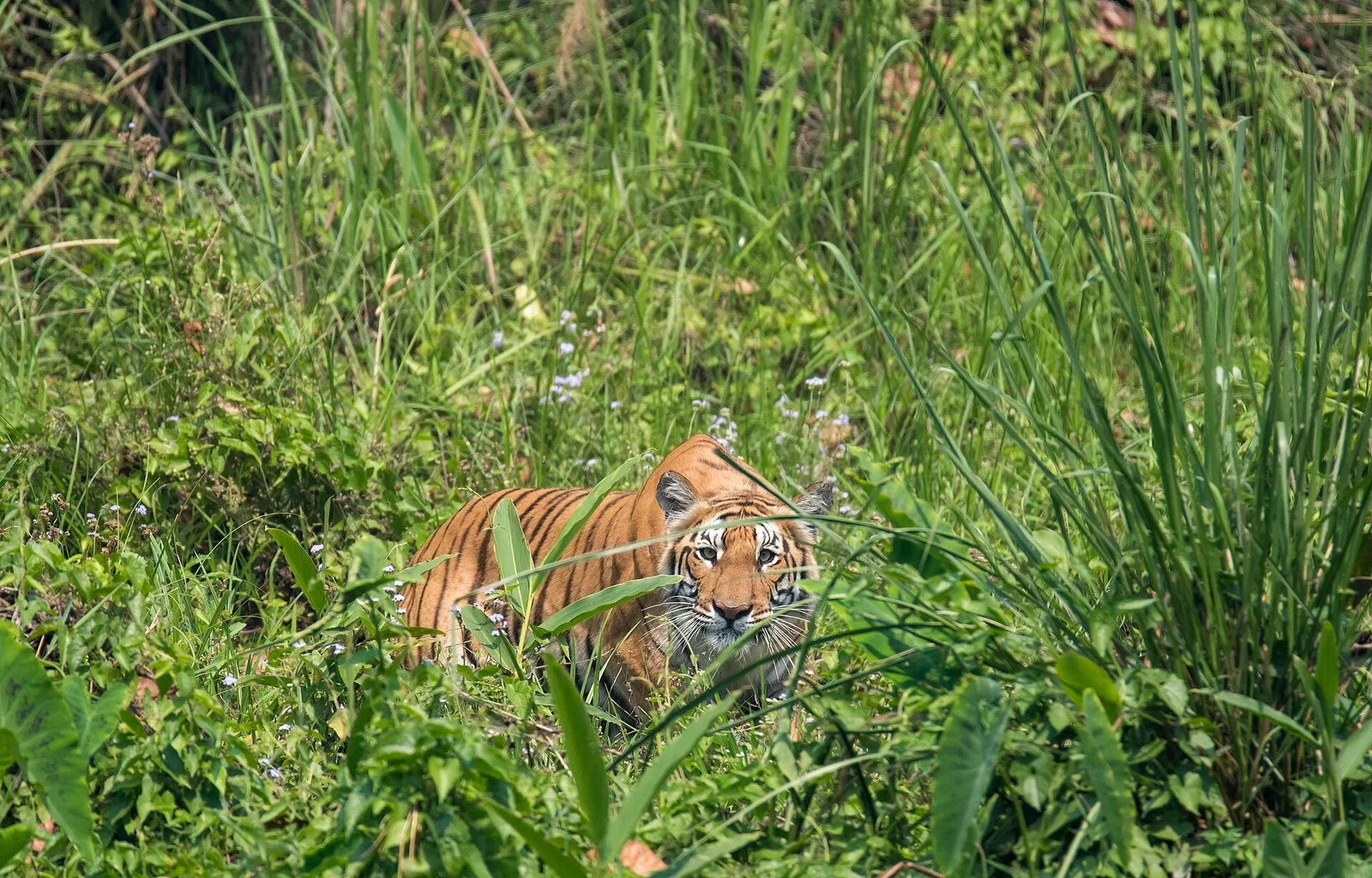Nepal Just Counted 429 Wild Tigers — Nearly Quadruple What It Had in 2009