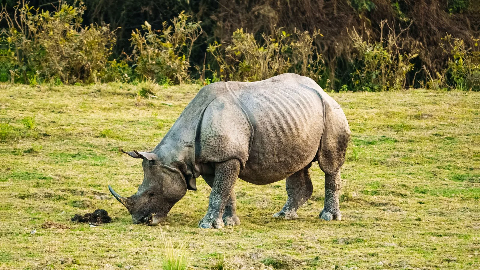 A greater one-horned rhinoceros grazing in tall grassland in Nepal, an icon of the lowland Terai
