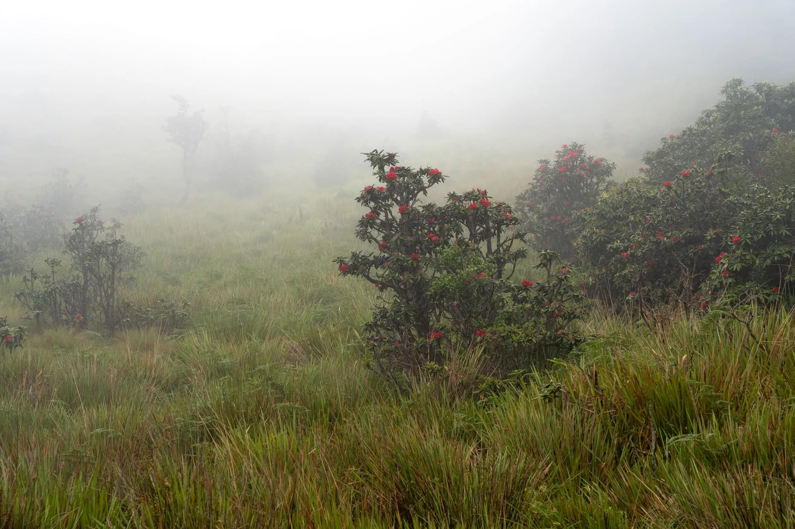 Nepal Is Home to the World's Largest Rhododendron Forest, and It Blooms Blood-Red Every Spring