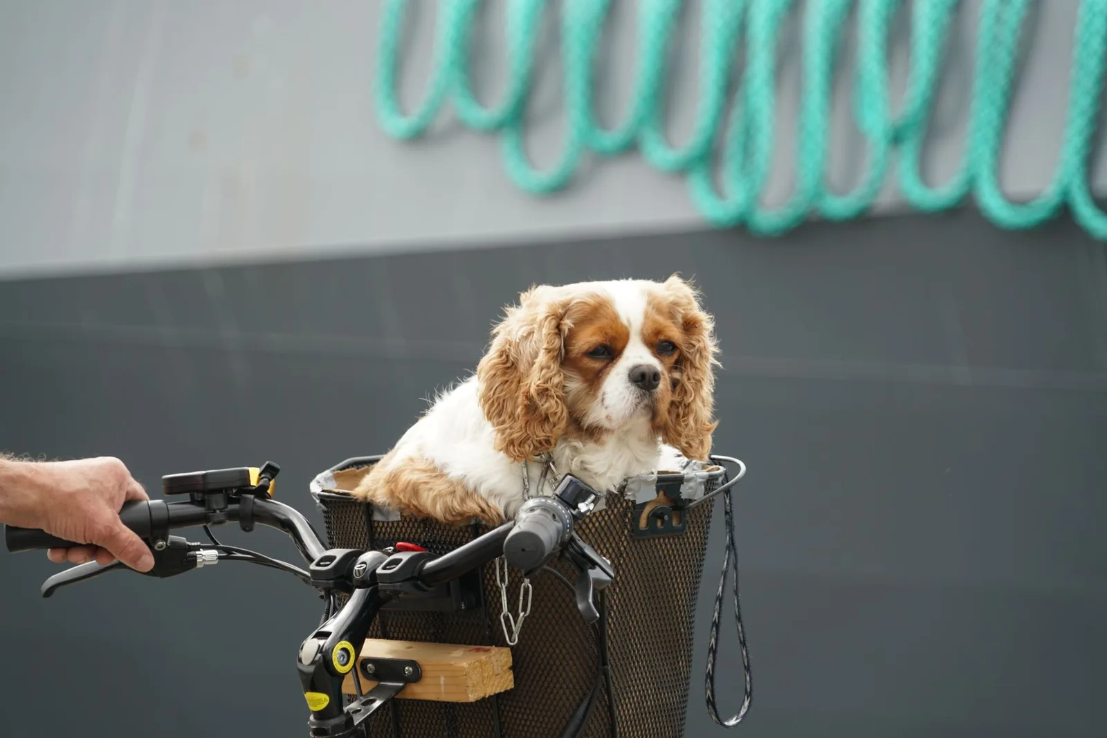 A small Cavalier spaniel riding in a front bicycle basket carrier — pets travel with us in all kinds of carriers