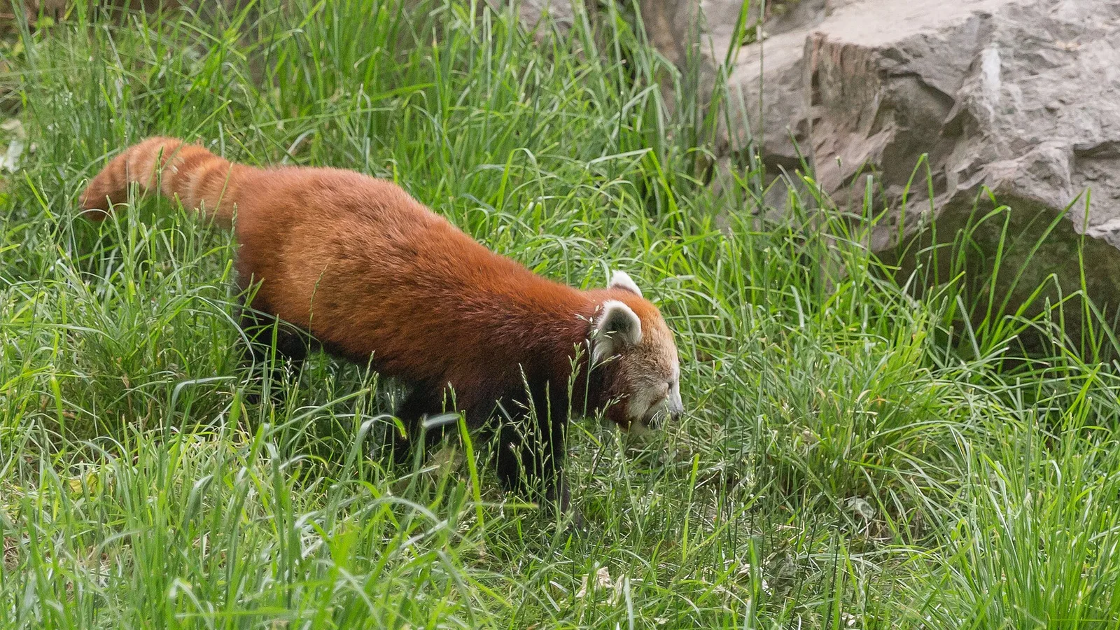A red panda (Ailurus fulgens), the endangered bamboo-eating 'fire fox' of the eastern Himalaya, with its russet coat and ringed tail