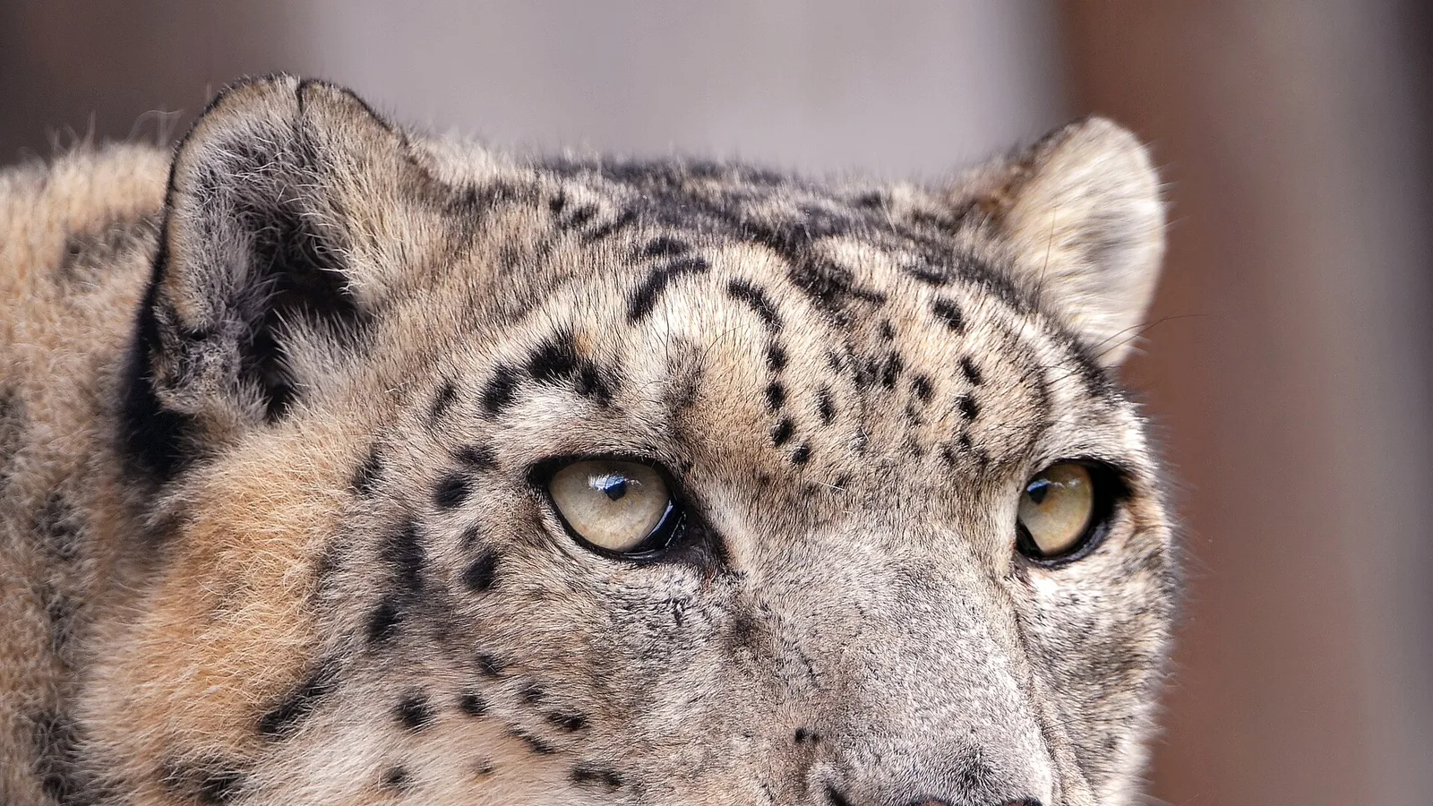 A snow leopard (Panthera uncia), the high-altitude cat known as the 'ghost of the mountains'