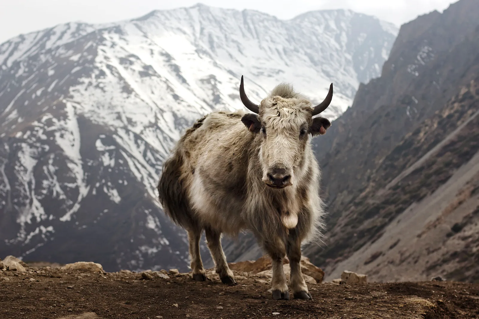 The Annapurna Circuit high country, Nepal