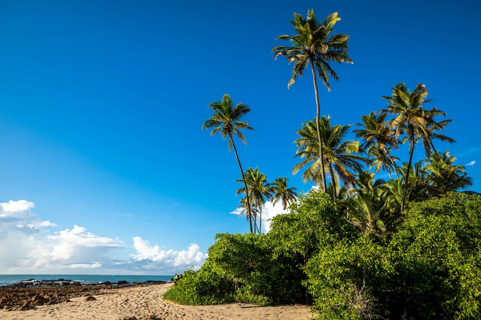 A sunny tropical beach lined with palm trees under a clear blue sky