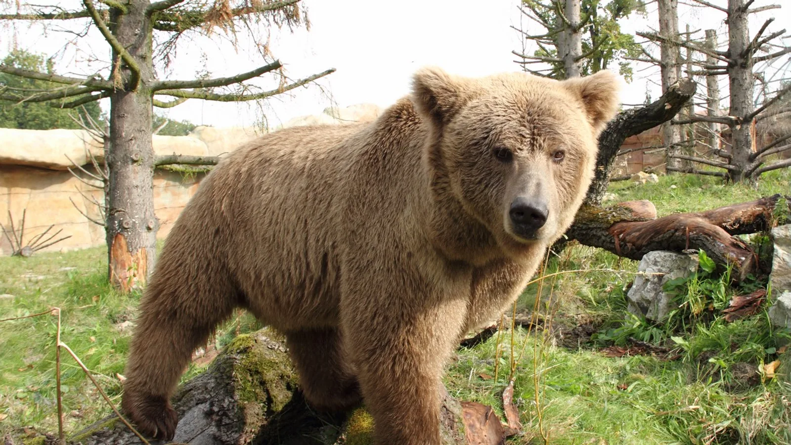 The Yeti Isn't a Myth — Its DNA Just Belongs to a Real Himalayan Bear