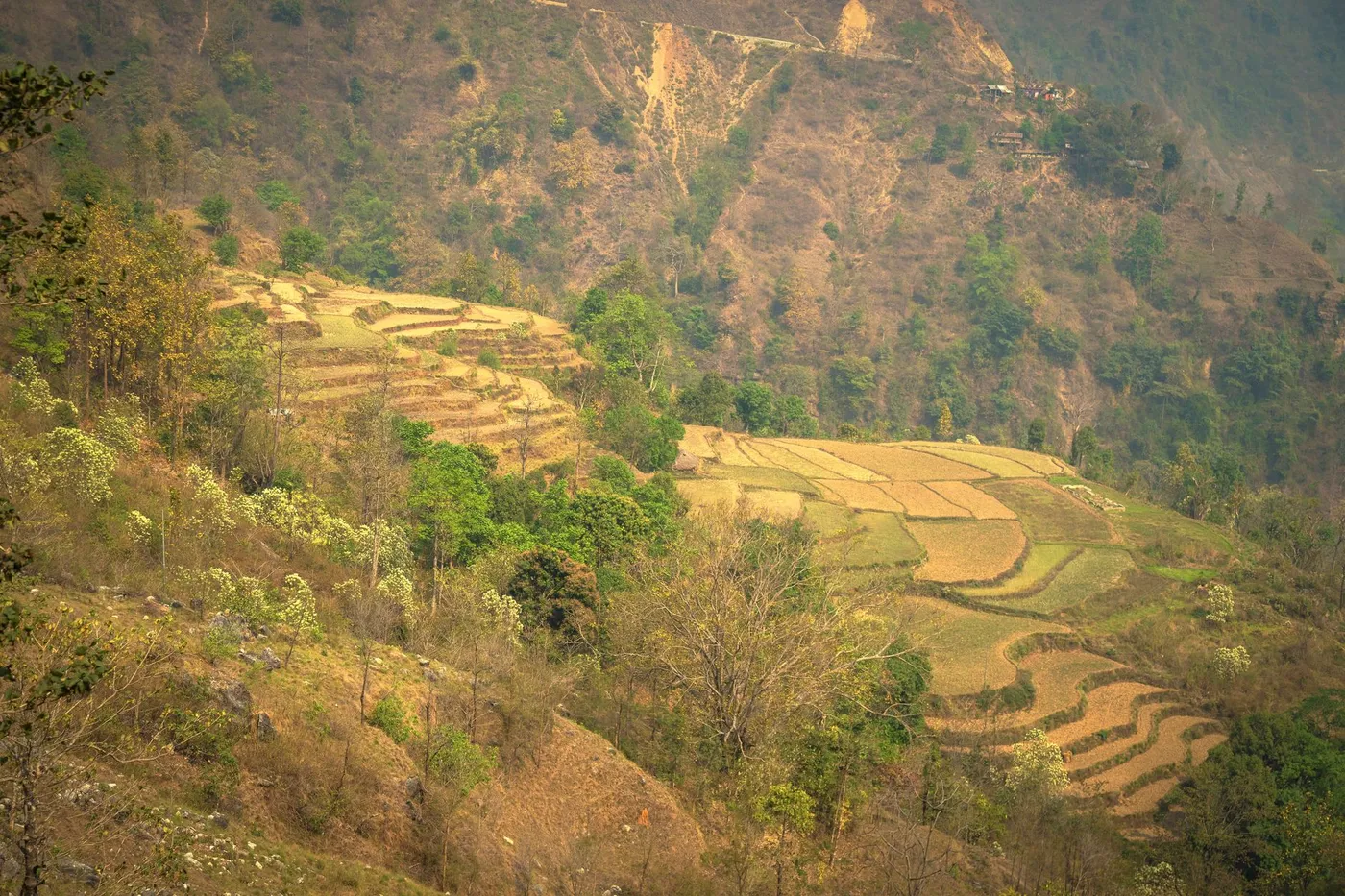 Vivid green terraced hillsides on a Nepal trekking trail during the monsoon