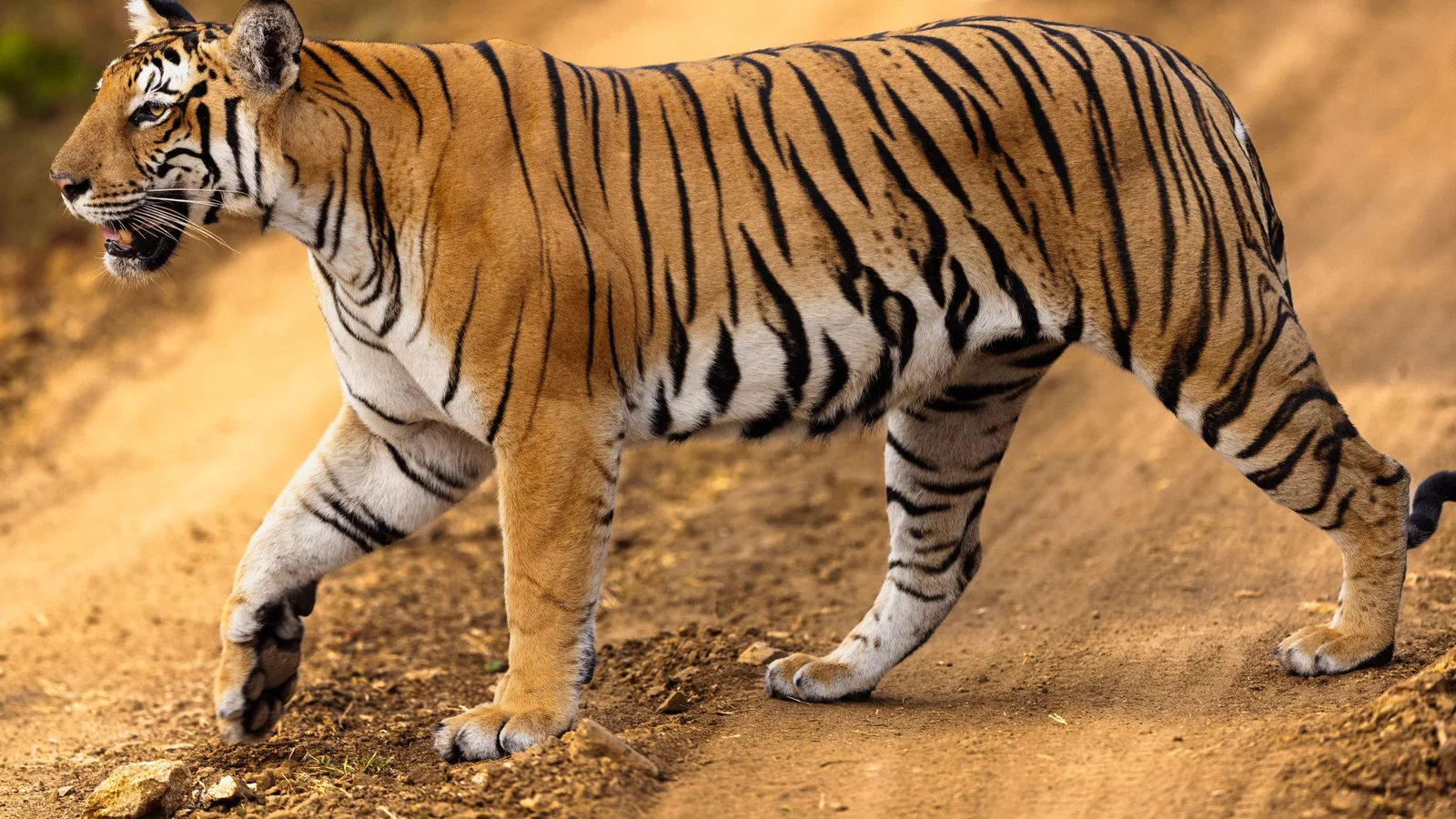 Stunning image of a Bengal tiger walking on a dirt path in Karnataka's wilderness.