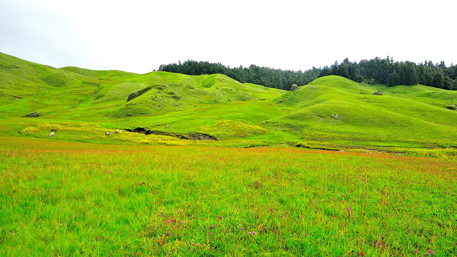 Greenery Khaptad National Park